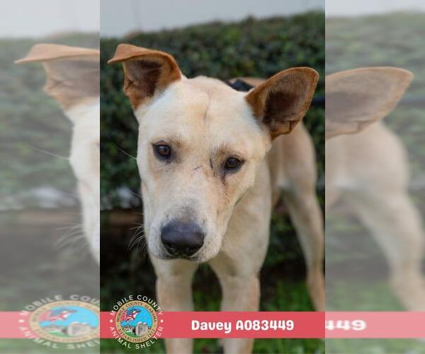 Medium Photo #2 Labrador Retriever-Unknown Mix Puppy For Sale in Mobile, AL, USA