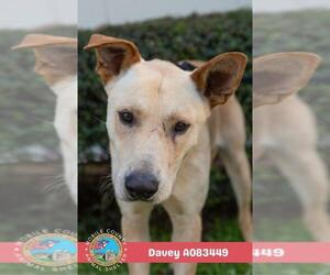 DAVEY - Male Labrador Retriever-Unknown Mix Dog for Adoption - Photo #2