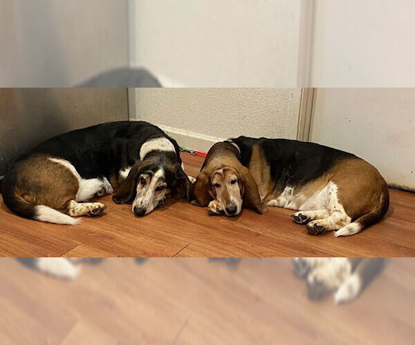 Medium Photo #2 Basset Hound Puppy For Sale in Petaluma, CA, USA