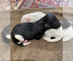 Small Photo #9 Goldendoodle Puppy For Sale in BIRMINGHAM, AL, USA