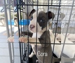 Small Photo #9 American Bully Puppy For Sale in LA VERNIA, TX, USA
