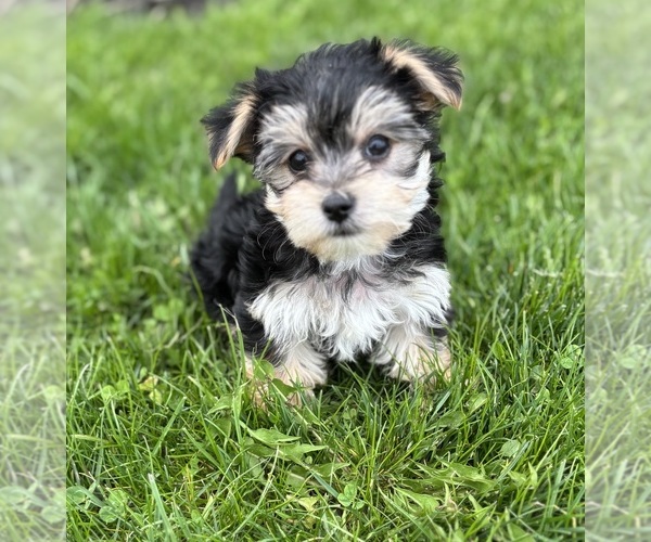 Medium Photo #9 Morkie Puppy For Sale in ROCK STREAM, NY, USA