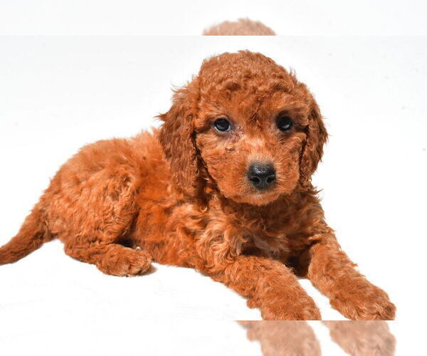 Medium Photo #18 Goldendoodle mix (+ Poodle Miniature) Puppy For Sale in DURHAM, CT, USA