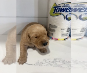 Golden Retriever Puppy for sale in GARDEN VALLEY, CA, USA