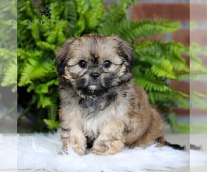 Cavachon-Shih Tzu Mix Puppy for sale in MORGANTOWN, PA, USA