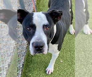 American Pit Bull Terrier Dogs for adoption in Fayetteville, NC, USA