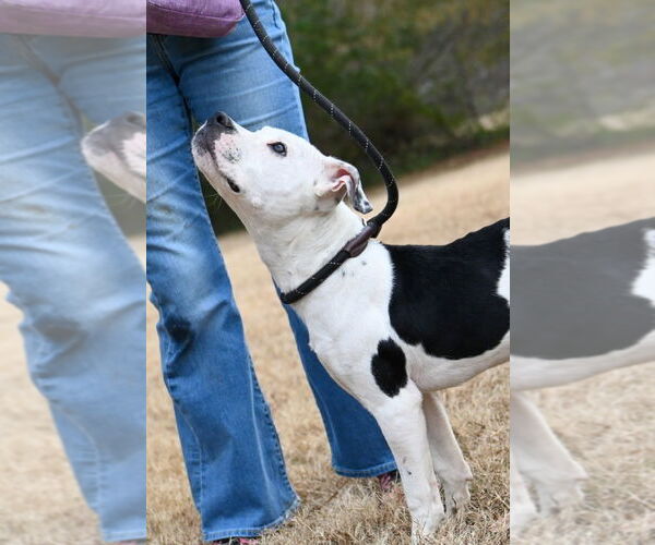 Medium Photo #4 Mutt Puppy For Sale in Glen Allen, VA, USA