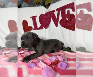 Cane Corso Puppy for sale in CAPE CORAL, FL, USA