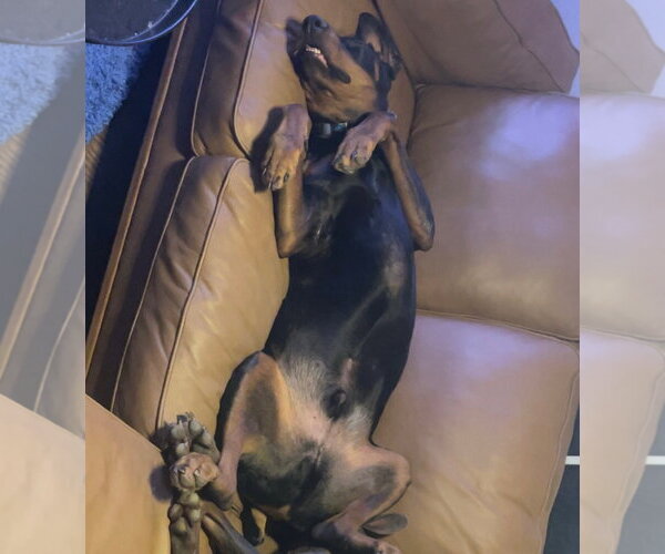 Medium Photo #5 Doberman Pinscher Puppy For Sale in Buffalo, MN, USA