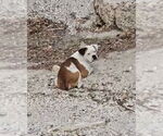 Small #4 Boxer