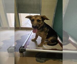 German Shepherd Dog-Unknown Mix Dogs for adoption in Texas City, TX, USA