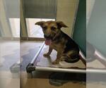 Small German Shepherd Dog Mix