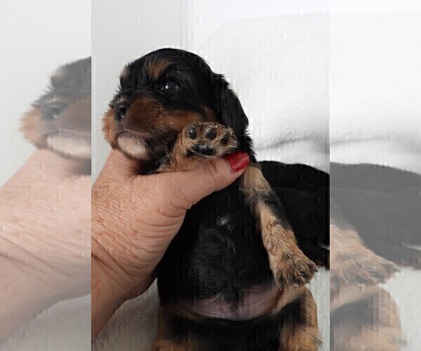 Medium Photo #8 Cavalier King Charles Spaniel Puppy For Sale in CARLISLE, KY, USA