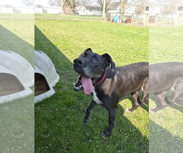 Medium Photo #1 Great Dane-Unknown Mix Puppy For Sale in Columbus, IN, USA