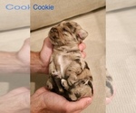 Puppy Cookie Miniature Labradoodle