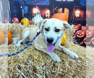 Spanador Dogs for adoption in Long Beach, CA, USA