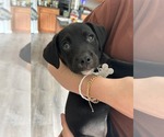Small Boston Terrier-Labrador Retriever Mix