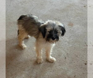 Mutt Dogs for adoption in Grafton, WI, USA