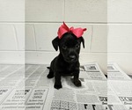 Small Labrador Retriever Mix