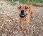 Small #2 Feist Terrier Mix