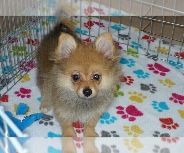Medium Photo #1 Pomeranian Puppy For Sale in ORO VALLEY, AZ, USA