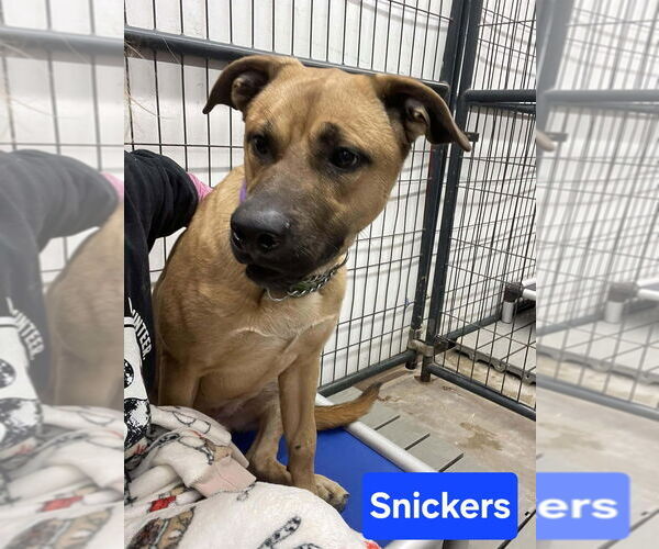 Medium Photo #4 Mutt Puppy For Sale in Foristell, MO, USA