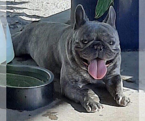 Medium Photo #2 French Bulldog Puppy For Sale in LEAGUE CITY, TX, USA