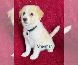 Medium Great Pyrenees-Pug Mix