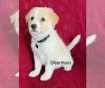 Small Great Pyrenees-Pug Mix