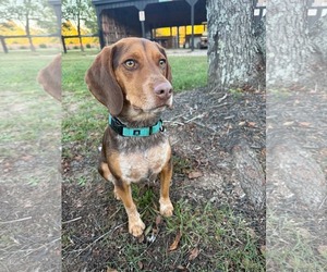 Gunner - Male Pointer-Beagle Dog for Adoption - Photo #2