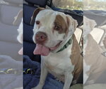 Small #1 Boxer Mix