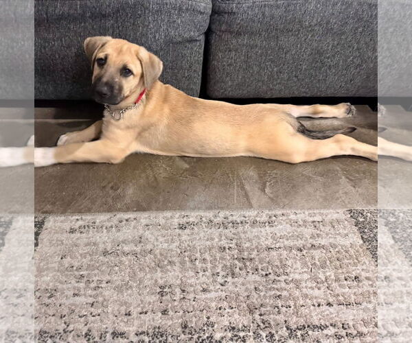 Medium Photo #3 Mastiff-Unknown Mix Puppy For Sale in Goodyear, AZ, USA