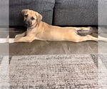 Small #2 Mastiff Mix