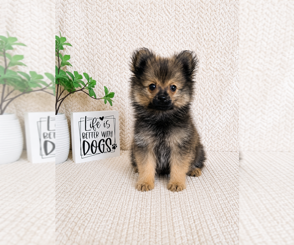 Medium Photo #3 Pomeranian Puppy For Sale in INDIANAPOLIS, IN, USA
