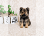 Small #2 Pomeranian