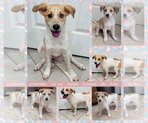 JOSEPHINE - Female Great Pyrenees-Unknown Mix Dog for Adoption - Photo #6