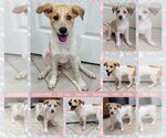 Small Photo #6 Great Pyrenees-Unknown Mix Puppy For Sale in Mesa, AZ, USA