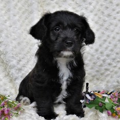 Pembroke Welsh Corgi-Poodle (Miniature) Mix Puppy for sale in GAP, PA, USA