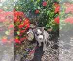 Small Photo #6 Siberian Husky Puppy For Sale in AUBURN, NY, USA