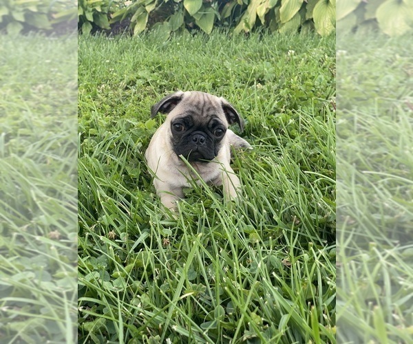 Medium Photo #1 Pug Puppy For Sale in CANOGA, NY, USA