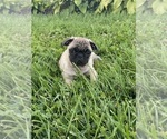 Small Pug