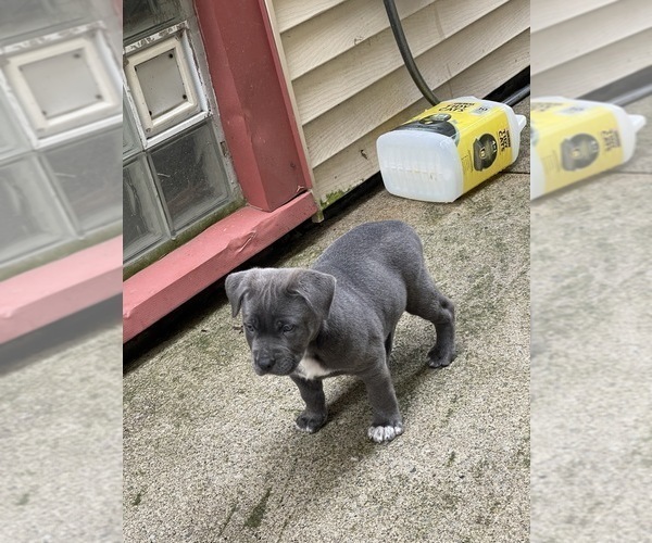 Medium Photo #5 Bullypit-German Shepherd Dog Mix Puppy For Sale in BUFFALO, NY, USA