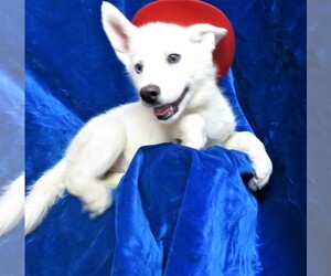 Siberian Husky Puppy for sale in GROVESPRING, MO, USA