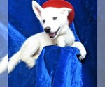 Small Photo #1 Siberian Husky Puppy For Sale in GROVESPRING, MO, USA