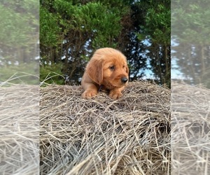 Golden Retriever Puppy for sale in LATTA, SC, USA