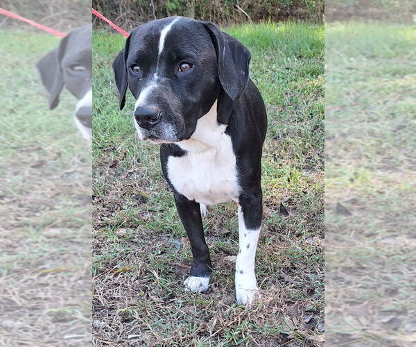Medium Photo #1 Basset Hound-Border Collie Mix Puppy For Sale in Wetumpka, AL, USA