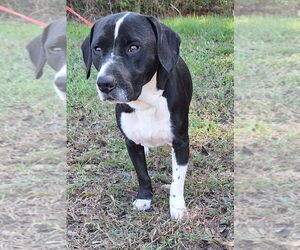Medium Basset Hound-Border Collie Mix