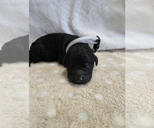 Goldendoodle Puppy for sale in WILLIAMSTOWN, KY, USA