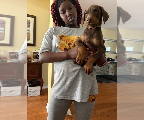 Medium Photo #5 Doberman Pinscher Puppy For Sale in SOUTHAVEN, MS, USA
