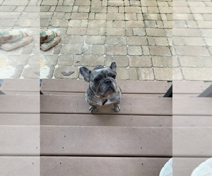 French Bulldog Puppy for sale in BRASELTON, GA, USA